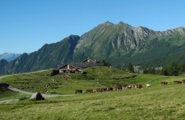 Alpine pastures in the Aosta Valley: La Tchavana farmhouse in Ayas