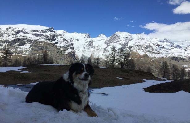 abc-vacanze en nordic-walking-yoga-and-excursions-with-marzia-in-aosta-valley 015